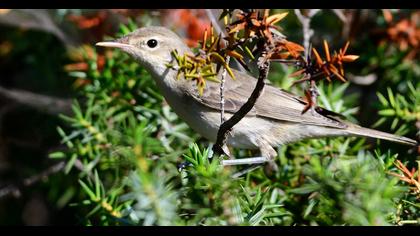 Eastern Olivaceous Warbler