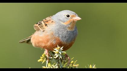Cretzschmar`s Bunting