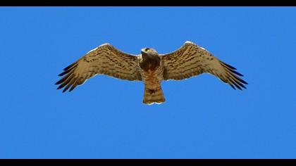 Short-toed Snake Eagle