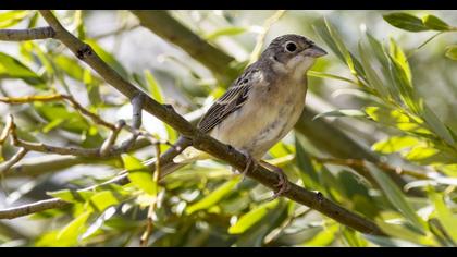Black-headed Bunting