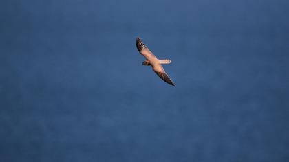 Lesser Kestrel