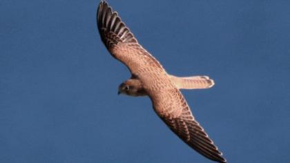 Lesser Kestrel