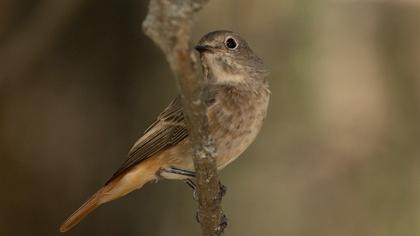 Common Redstart
