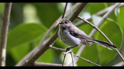 Long-tailed Tit