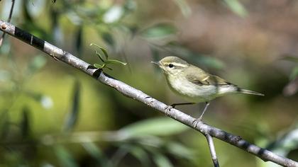Green Warbler