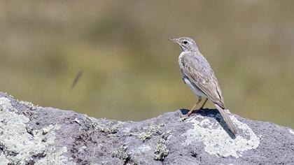 Tawny Pipit