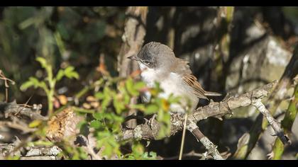 Common Whitethroat