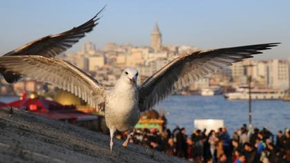 Yellow-legged Gull