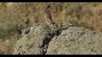 Rock Sparrow