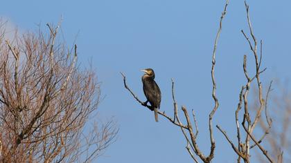 Great Cormorant