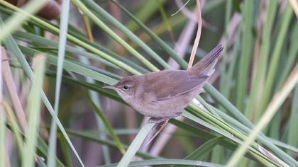 Savi`s Warbler