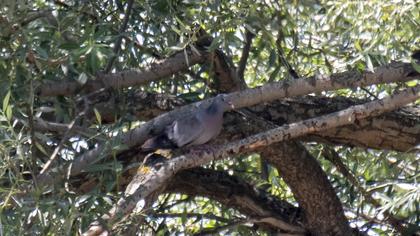 Stock Dove