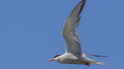 Common Tern