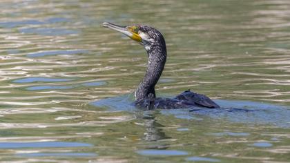 Great Cormorant