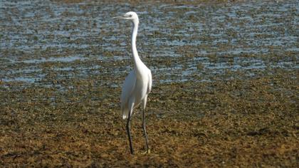 Little Egret
