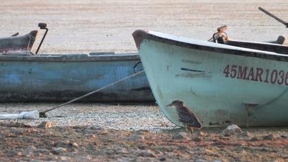 Black-crowned Night Heron