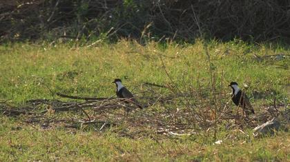 Spur-winged Lapwing