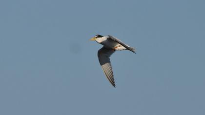 Little Tern