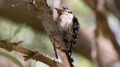 Lesser Spotted Woodpecker