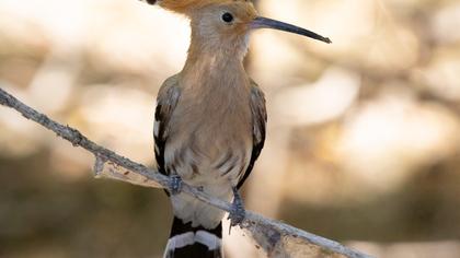 Eurasian Hoopoe