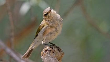 Eastern Bonelli`s Warbler
