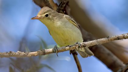 Icterine Warbler