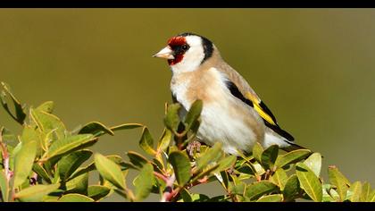 European Goldfinch