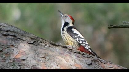 Middle Spotted Woodpecker