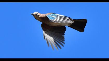 Eurasian Jay