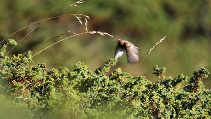 Red-fronted Serin