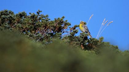 European Serin