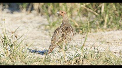 Grey Partridge