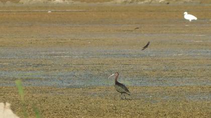 Glossy Ibis