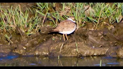 Little Ringed Plover