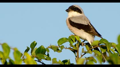 Lesser Grey Shrike