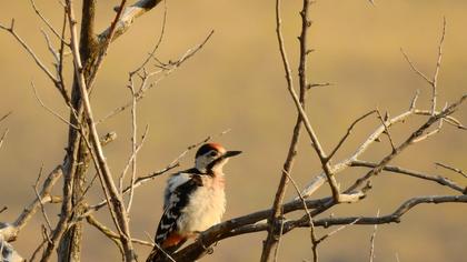 Syrian Woodpecker