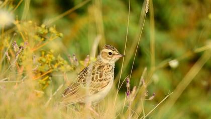Woodlark