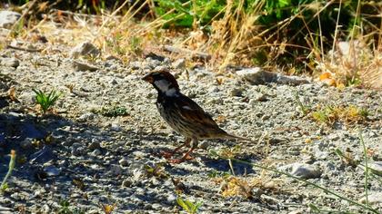 Spanish Sparrow