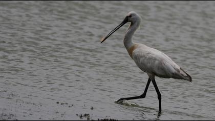 Eurasian Spoonbill