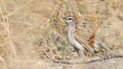 Rufous-tailed Scrub Robin