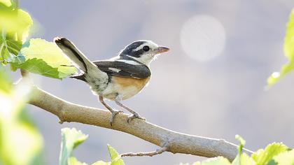 Masked Shrike