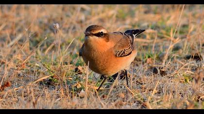 Northern Wheatear
