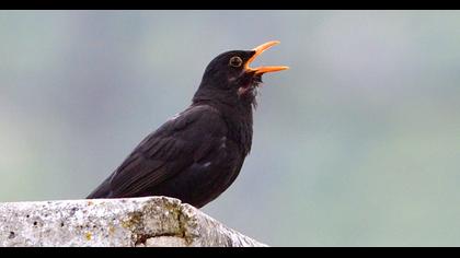 Common Blackbird