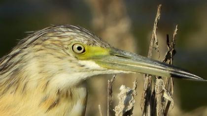 Squacco Heron