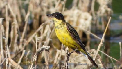 Western Yellow Wagtail