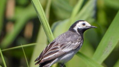 White Wagtail