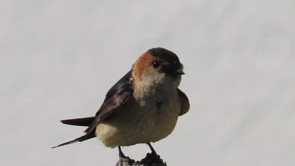 Kızıl kırlangıç