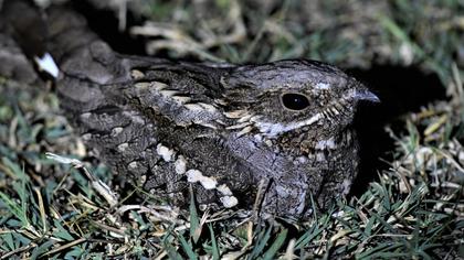 European Nightjar