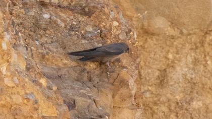 Eurasian Crag Martin