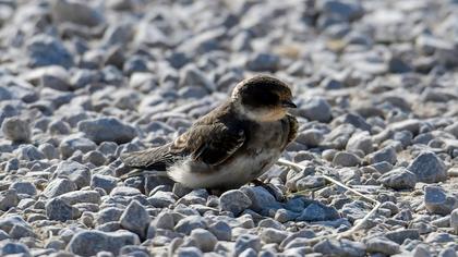 Sand Martin